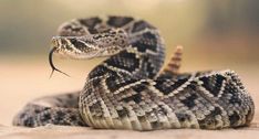 a snake with its mouth open on the ground