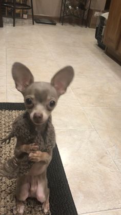 a small dog sitting on top of a rug