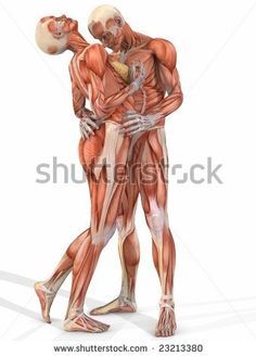 an illustration of two muscular men embracing each other with muscles highlighted in the upper half