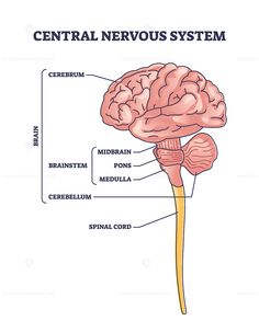 the central nervous system and its functions