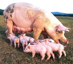 a mother pig with her baby pigs in a field