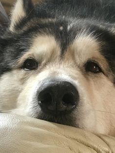 a close up of a dog laying on a couch with it's eyes closed