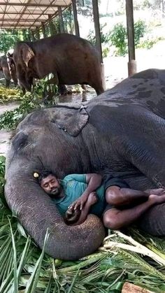 an elephant laying on the ground next to a man