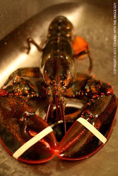 a close up of a lobster in a sink