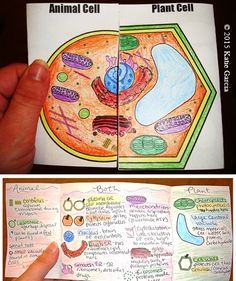 an open book with pictures of plants and animals on it that are labeled plant cells