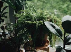 some plants that are sitting on a window sill