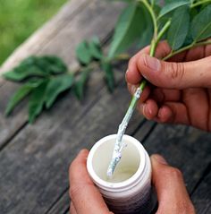 someone is holding a small cup with something in it and there are leaves on the table