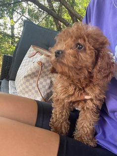 a small brown dog sitting on top of a person's lap next to a purse