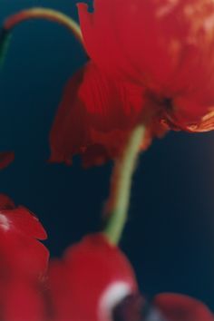 a red flower that is in some kind of vase