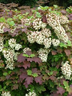 some white flowers and green leaves on a bush