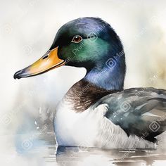 a watercolor painting of a mallard duck swimming in the water with its head turned to the side