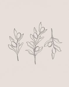 three different types of leaves on a white background