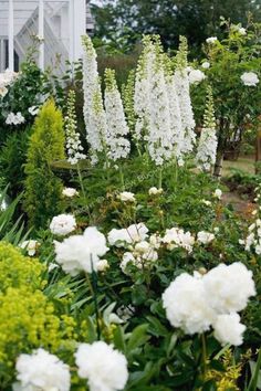 white flowers are growing in the garden