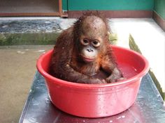 a baby oranguel sitting in a red bowl on top of a metal table