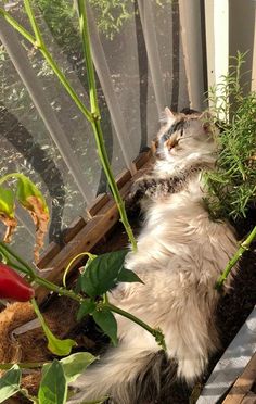 a cat laying on its back in a window sill surrounded by plants and flowers