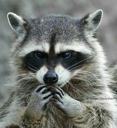 a raccoon is looking at the camera while holding its hands together