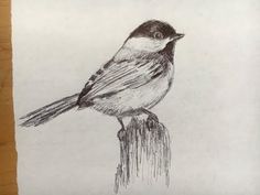 a pencil drawing of a bird sitting on top of a piece of paper that has been drawn