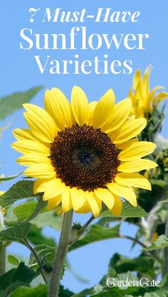 a sunflower with the words must have sunflower varieties