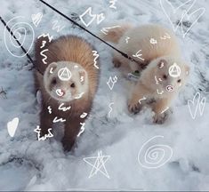 two ferrets walking in the snow on a leash