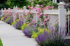 a white picket fence with pink and purple flowers growing along the side walk in front of it