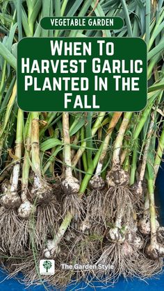 a bunch of green plants with the words when to harvest garlic planted in the fall