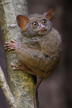 a small animal sitting on the side of a tree branch with its eyes wide open