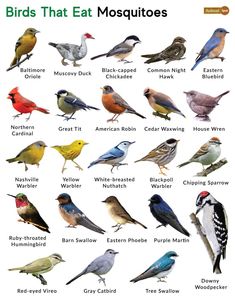 the birds that eat mosquitoes are all different colors and sizes, with names on them