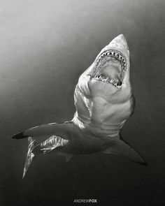 a great white shark with its mouth open swimming in the ocean, black and white photograph