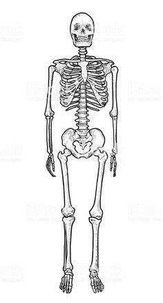 a black and white drawing of a human skeleton stock photo, royalty - free image