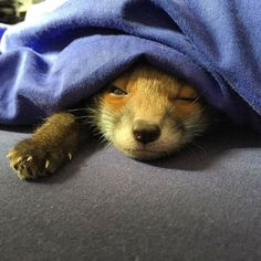 a small brown dog laying under a blue blanket