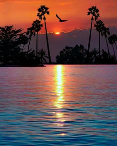 the sun is setting behind palm trees on the water's edge, with a bird flying in the foreground