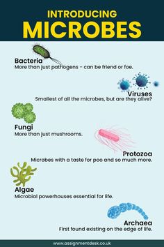 What are Microbes? Microbiology Lab, Study Flashcards, Biology Lessons