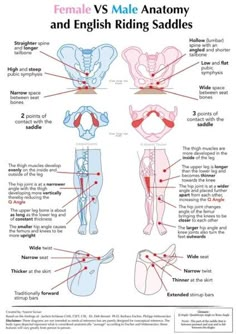 the female and male anatomy chart