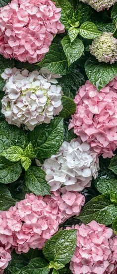 many pink and white flowers with green leaves