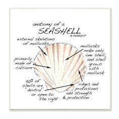 the anatomy of a seashell with its names and pictures on it's side