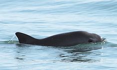 a large black animal swimming in the water