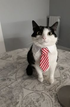 a black and white cat wearing a red striped neck tie sitting on top of a bed