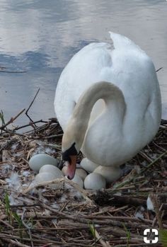 a swan is sitting on the nest with its eggs in it's mouth,