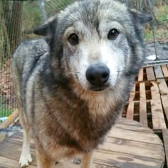 a close up of a dog on a wooden platform