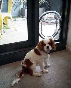 a brown and white dog sitting in front of a glass door