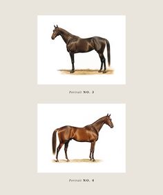 two different types of horses standing next to each other on the same page, one brown and one black