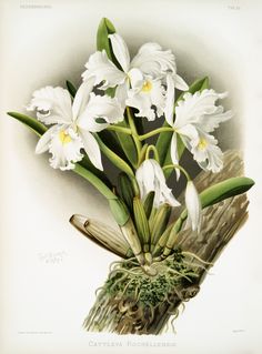 an illustration of white flowers in a vase