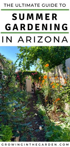 the ultimate guide to summer gardening in arizona