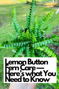 Curious about Lemon Button Fern care? Here's everything you need to know to keep this charming plant thriving. Learn the essential tips and techniques to provide the ideal conditions for your Lemon Button Fern. From light requirements to watering routines, we've got you covered with detailed care instructions. Dive into the descriptive details of this delightful fern and create a thriving green oasis in your space.  IG Photo by: pricklyplanttruck Button Fern Care, Lemon Button Fern, Plant Parenting, Plants Under Trees, Moody Gardens, Peperomia Plant