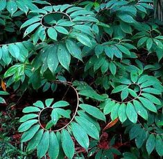 some very pretty green plants with rings on them