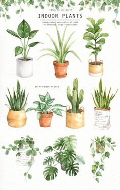 watercolor illustration of indoor plants