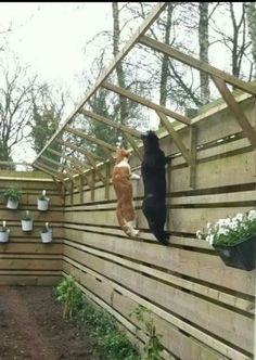 two cats climbing up the side of a wooden fence with potted plants on it