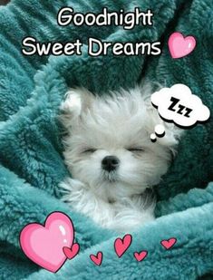 a small white dog laying on top of a blue blanket with hearts around it and the words goodnight sweet dreams