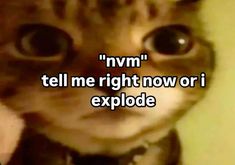 a cat looking up at the camera with caption that reads, nm tell me right now or i explode