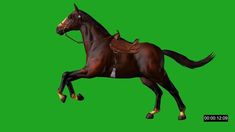 a horse is galloping on a green screen